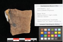 Foto (Objekt + Etikett) von Quercus palaeoilex Ettingshausen (NHMW-GEO-2024-0188-0973)